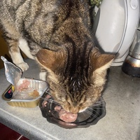 photo de livraison pour Chats-sos