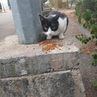 photo de livraison pour L'Ecole du Chat Istreen