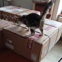 photo de livraison pour Les Chats d'Hauterive