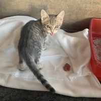 photo de livraison pour Association des Chats Camarguais