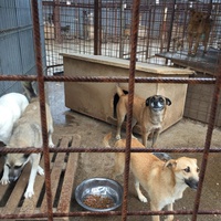 photo de livraison pour Save & Hope for Dogs