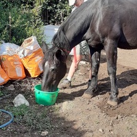 photo de livraison pour Association hippique du Caroux
