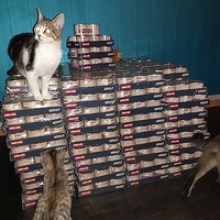 photo de livraison pour Cruzy Cat 34