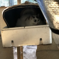 photo de livraison pour Les Chats Libres Condom 32
