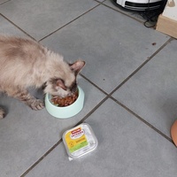 photo de livraison pour Les Chats libres de Fleurance