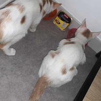 photo de livraison pour Chat L'Heureux Chat l'Ange et Cie