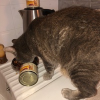 photo de livraison pour L'Arche des Amis à pattes