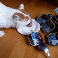 photo de livraison pour Jardin des Chats
