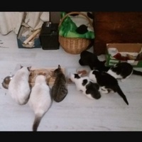 photo de livraison pour Le Souffle de Bastet