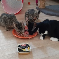 photo de livraison pour Bien vivre avec les Chats Sallélois