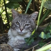 photo de livraison pour Les Chats Perchés de Mirmande