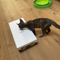 photo de livraison pour Les Chats de Condom 32