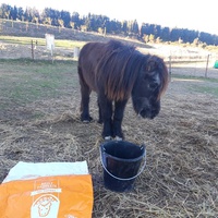 photo de livraison pour Happy Horse Day