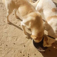 photo de livraison pour SOS Animaux Tunisie