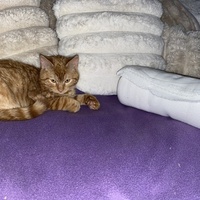 photo de livraison pour L'Arche de Ploum