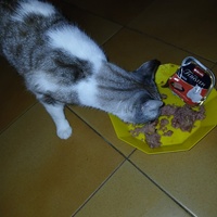 photo de livraison pour Les chats de chez nous