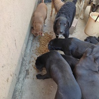 photo de livraison pour Društvo za zaštitu životinja "Bela"