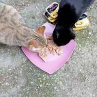 photo de livraison pour Les chats libres de Caro