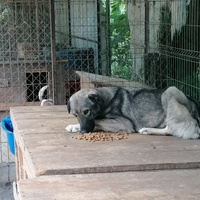 photo de livraison pour asociatia centrul de formare pentru activitati voluntare natura deva