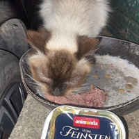 photo de livraison pour Chats-sos