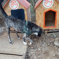 photo de livraison pour Refuge pour chiens de Baia Mare