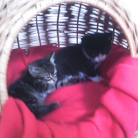 photo de livraison pour Chats du Lacydon