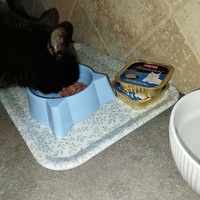 photo de livraison pour Clan du chat libre