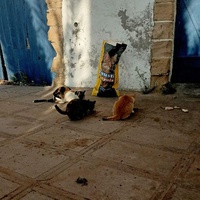 photo de livraison pour ADAN Essaouira