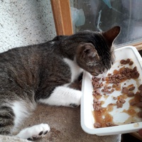 photo de livraison pour Une vie, Un chat