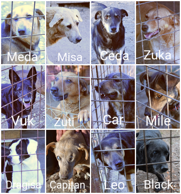 Photos prises par Animal Webaction le 26 août%%%