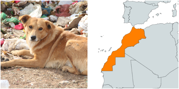 Photo prise par Animal Webaction le 01 juillet###