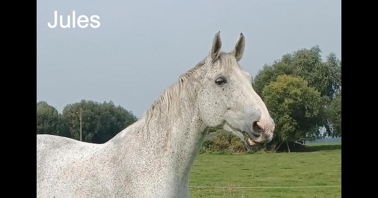 Jules - Tabula Rasa - Animal Webaction