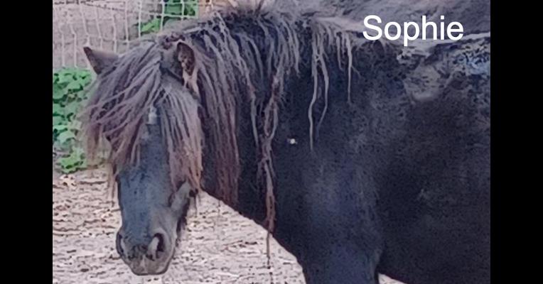 Sophie - Tabula Rasa - Animal Webaction