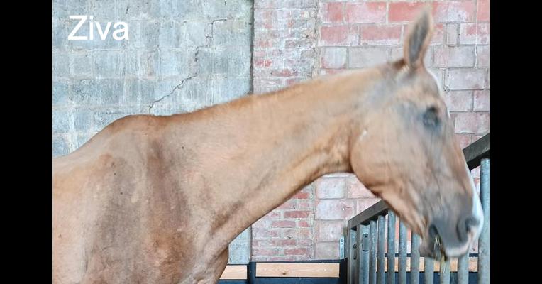 Ziva - Tabula Rasa - Animal Webaction