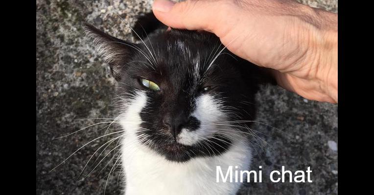 Mimi Chat Les Chats Libres Condom 32 Animal Webaction