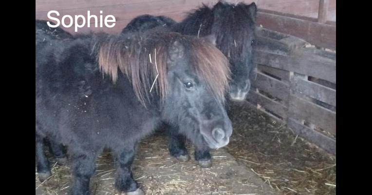 Sophie - Tabula Rasa - Animal Webaction