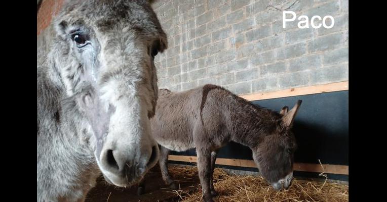 Paco - Tabula Rasa - Animal Webaction