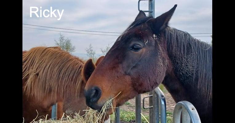 Ricky - Tabula Rasa - Animal Webaction