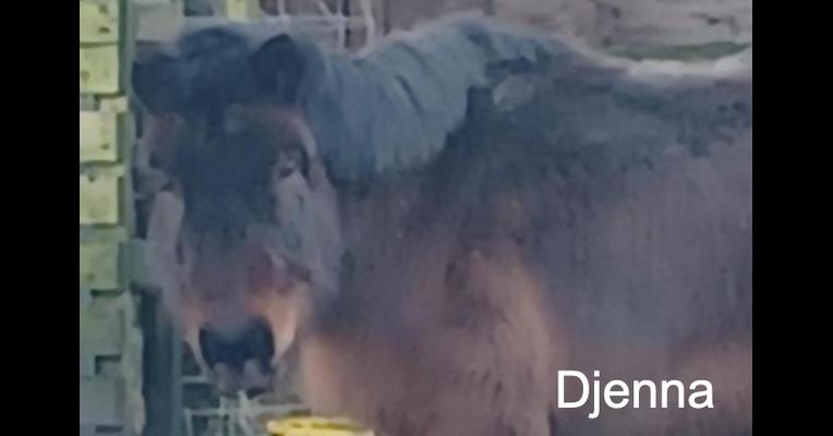 Djenna - Tabula Rasa - Animal Webaction