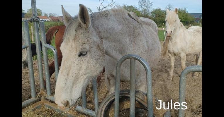 Jules - Tabula Rasa - Animal Webaction