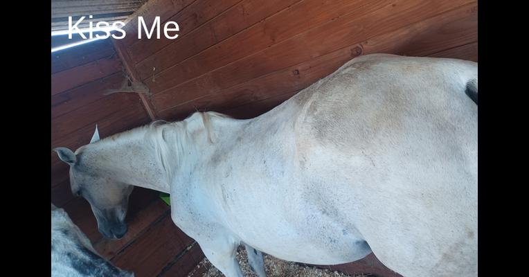 Kiss Me - Tabula Rasa - Animal Webaction
