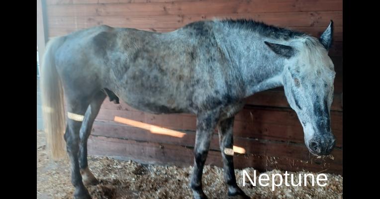 Neptune - Tabula Rasa - Animal Webaction