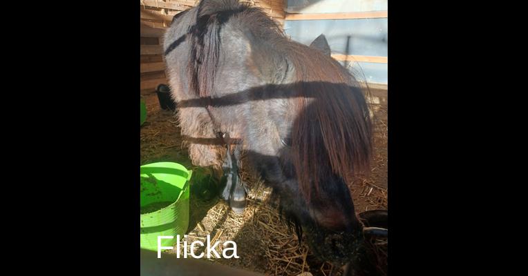 Flicka - Tabula Rasa - Animal Webaction