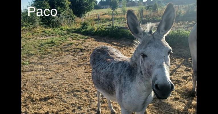 Paco - Tabula Rasa - Animal Webaction