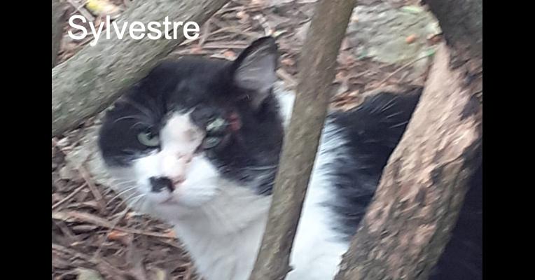 Sylvestre - Ecole du Chat Libre de Caillerot - Animal Webaction