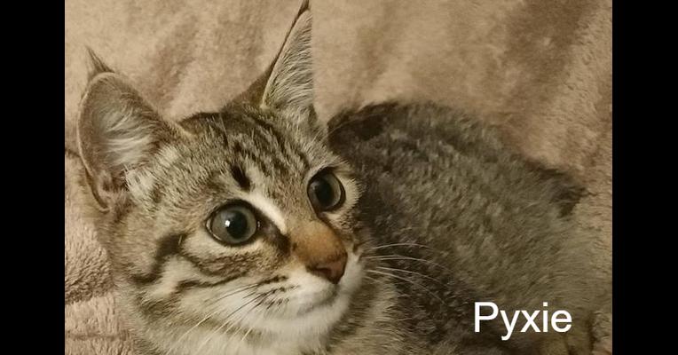 Pyxie - Chat L'Heureux Chat l'Ange et Cie - Animal Webaction