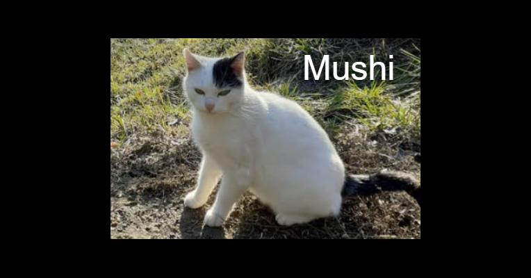 Mushi - APAHC - Animal Webaction