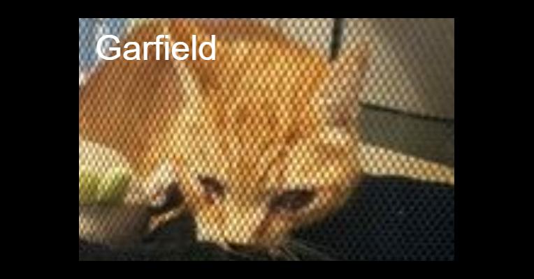 Garfield - Les chats de l'Indifférence - Animal Webaction