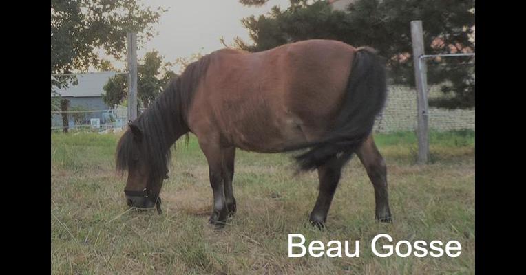 Beau Gosse Arche et Relais Animal Webaction