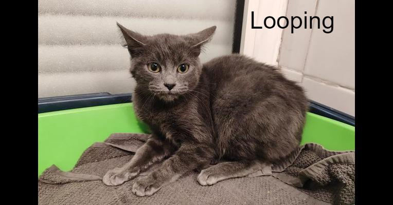 Looping - Anima'passion - Animal Webaction